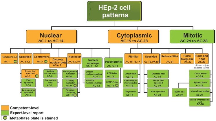 Figure from Report of the First International Consensus on Standardized Nomenclature of Antinuclear Antibody HEp-2 Cell Patterns 2014-2015