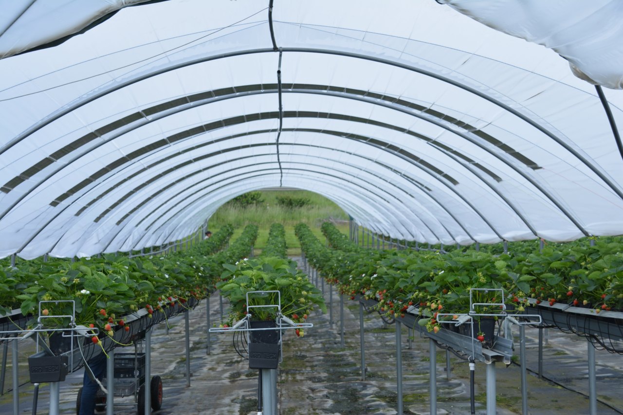 Polysolar Solar PV Greenhouses by Polysolar