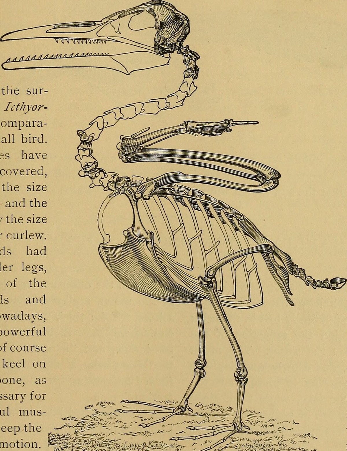 Audubon cover