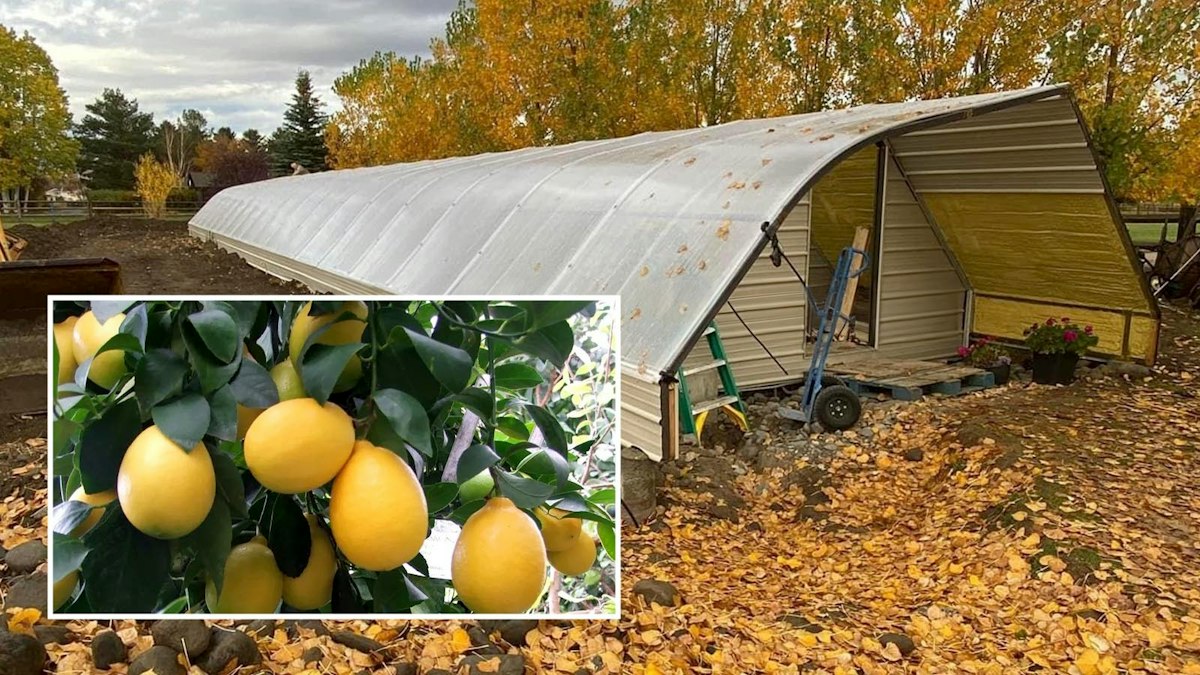 Cody Couple Grows Tropical Fruits Year-Round In Unique Geothermal Greenhouse (2025)