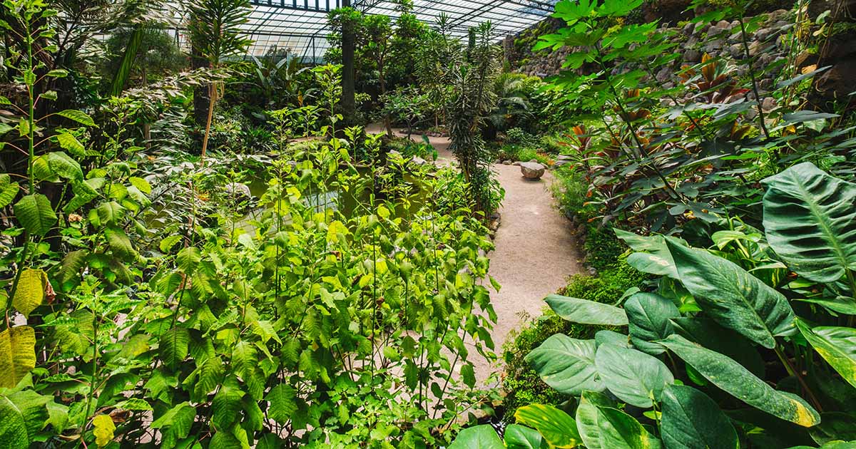 What Are Underground Pit Greenhouses? (2023)